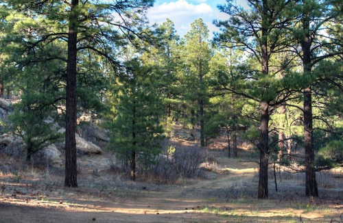 Weston Cabin | Cozy Horny Toad Log Cabin
