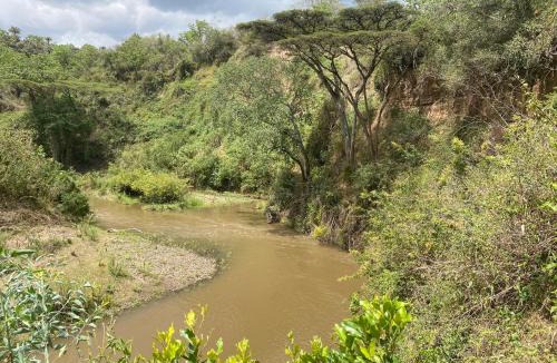 Naivasha Other | Echoes of Eden: Forest Haven
