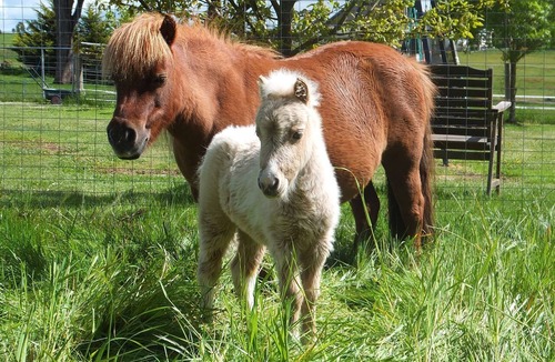 Blampied Other | Family Farm Stay Near Daylesford | 45 Acres of Country Bliss