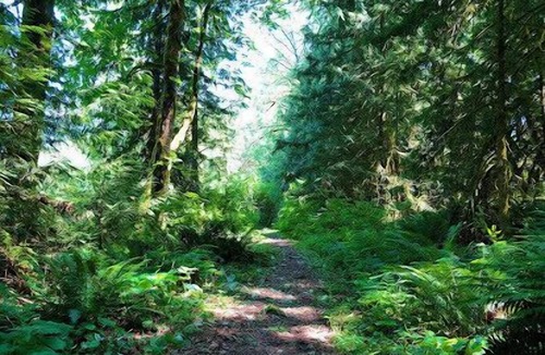 Lake Cowichan Hotel | Lakefront Log Cabin - Beaver Lake Resort - Legal short term rental