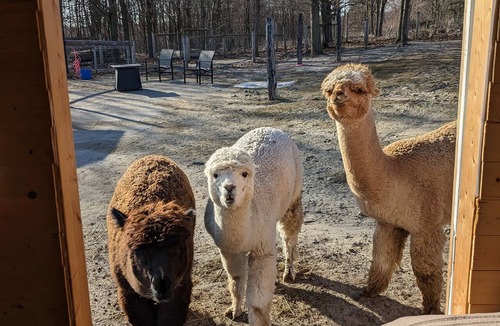 Port Hope Bed & Breakfast | Sleep with Alpacas in Port Hope, an hour away from Toronto