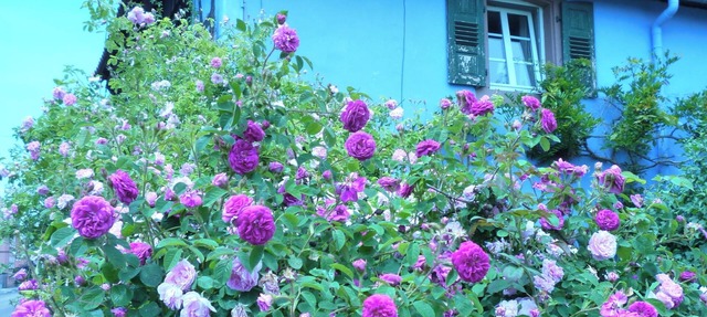 Authentic Alsatian house with magnificent garden in uttenhoffen