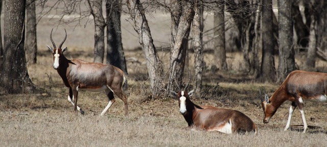 Inclusive Texas Ranch Surrounded by Exotic Wildlife in Meridian