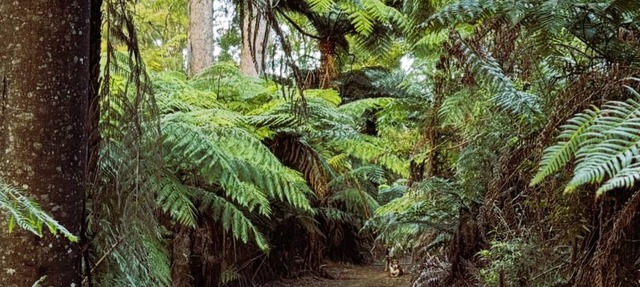 Possum Hollow Retreat, 100 acres of natural bush for you to enjoy solely in Allambee