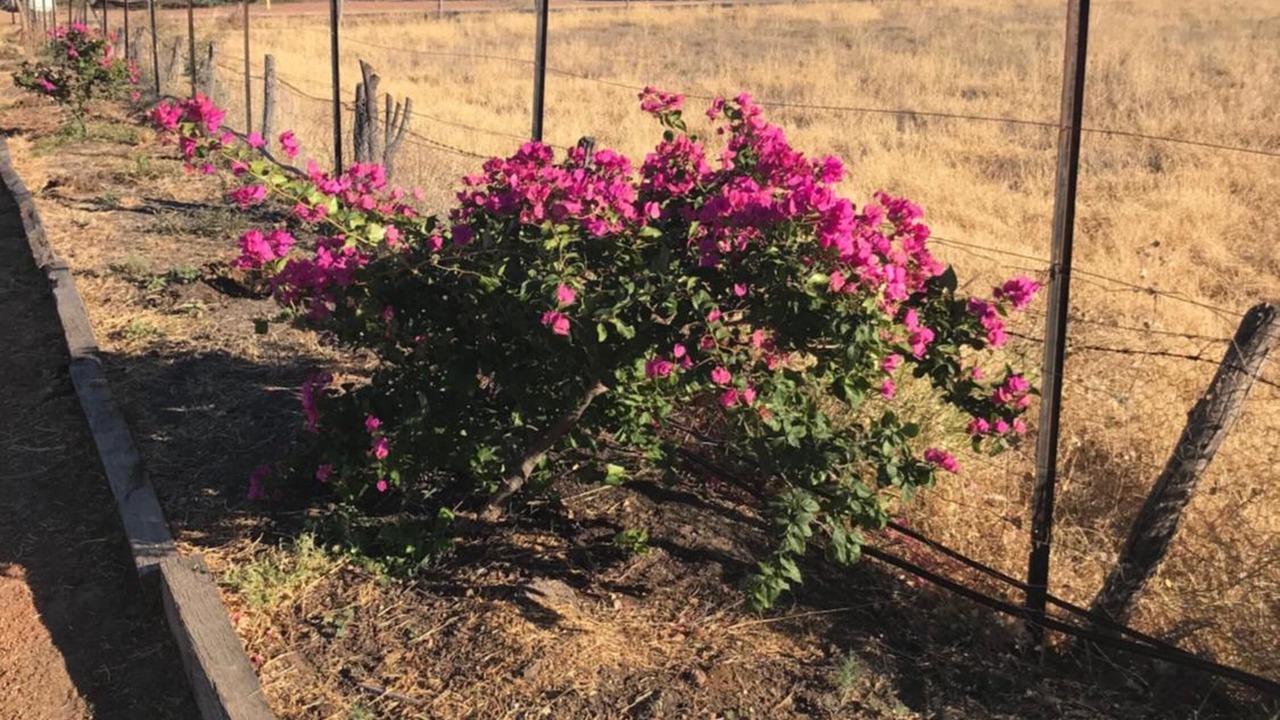 Photo of Outdoor in Longreach