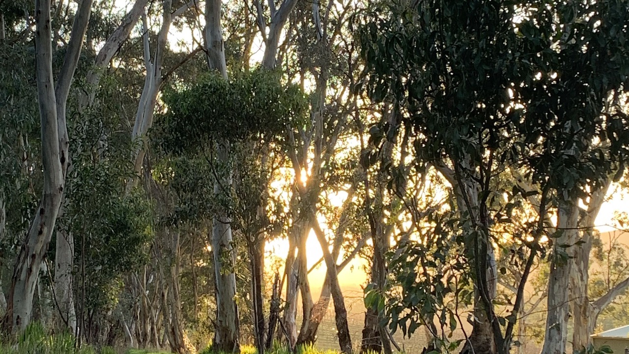 Photo of Outdoor in Balhannah