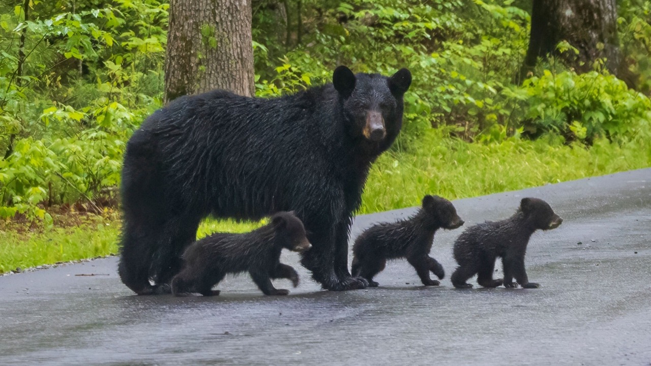 Photo of Others in Smoky Mountains