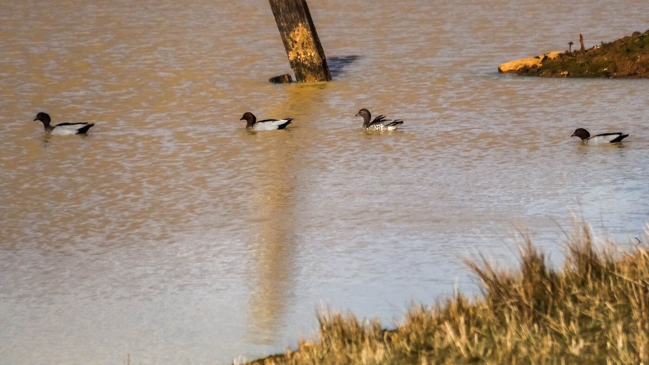 Photo of Others in Blampied