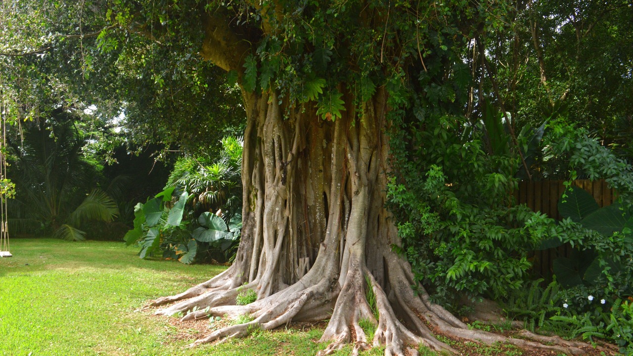 Photo of Others in Makawao