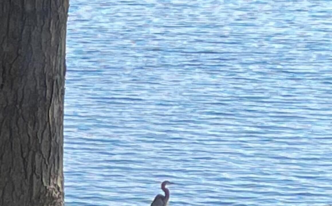 Photo of Others in Georgian Bay