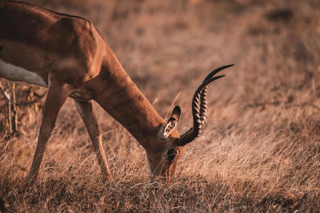 Photo of Others in Tsavo East