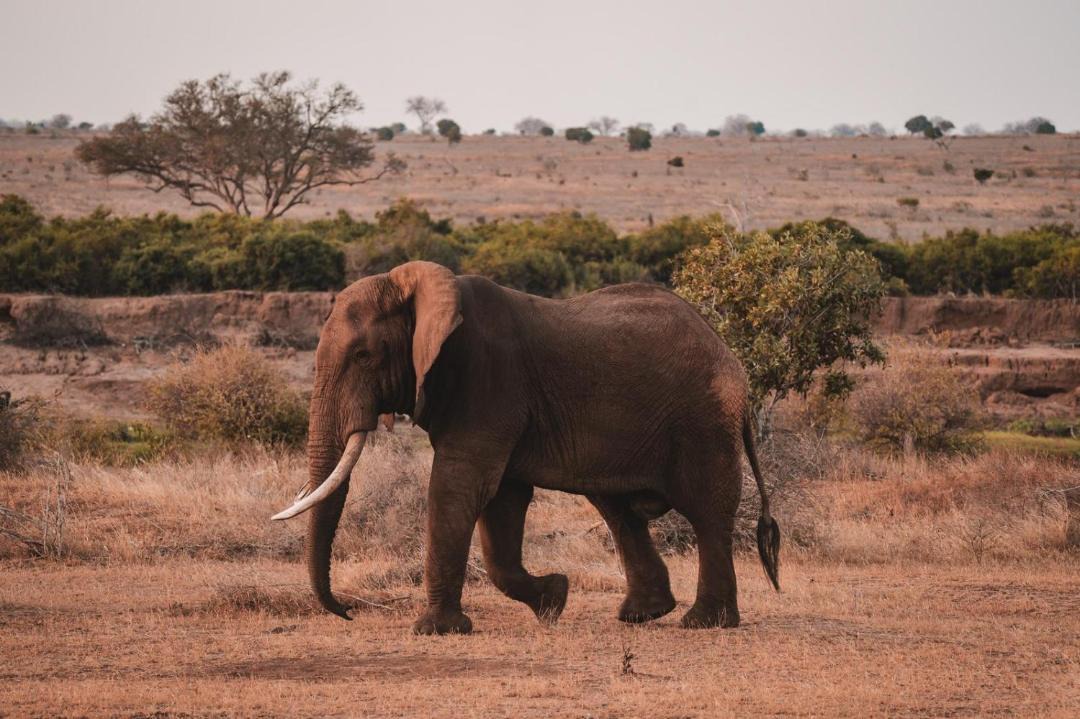 Photo of Others in Tsavo East