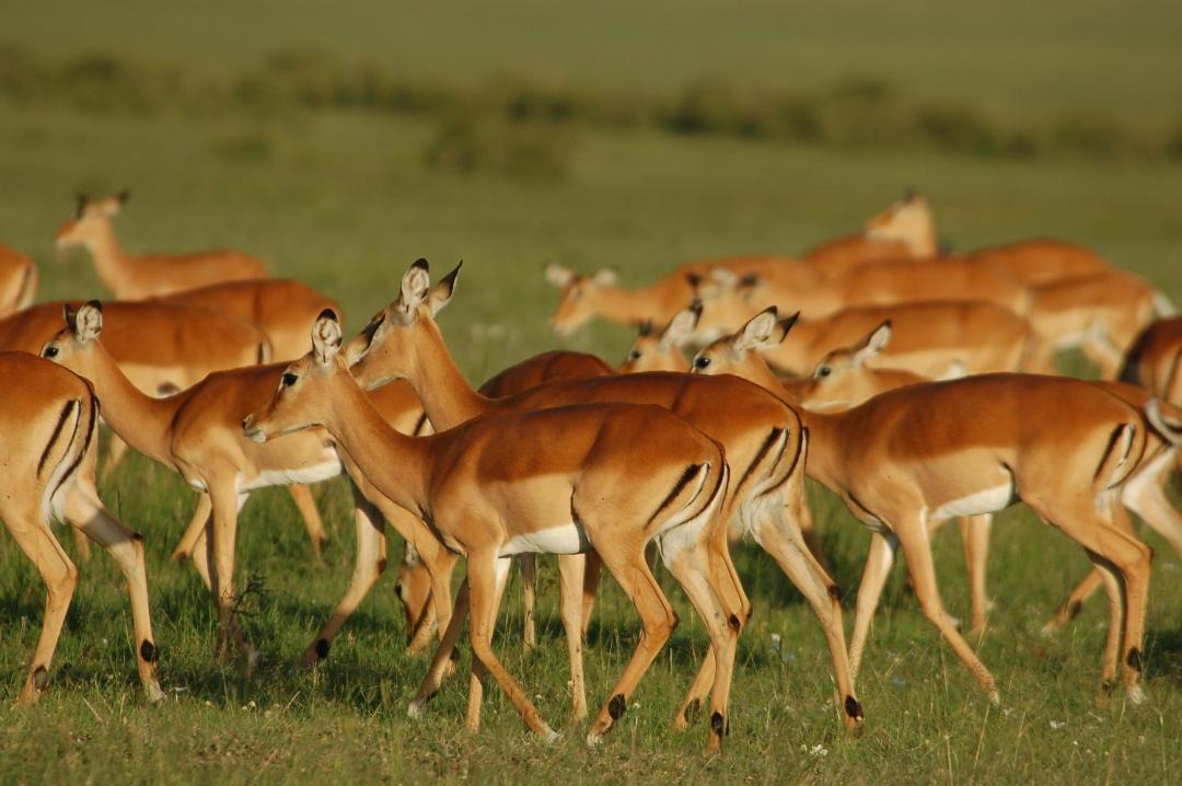 Photo of Others in Mara North Conservancy