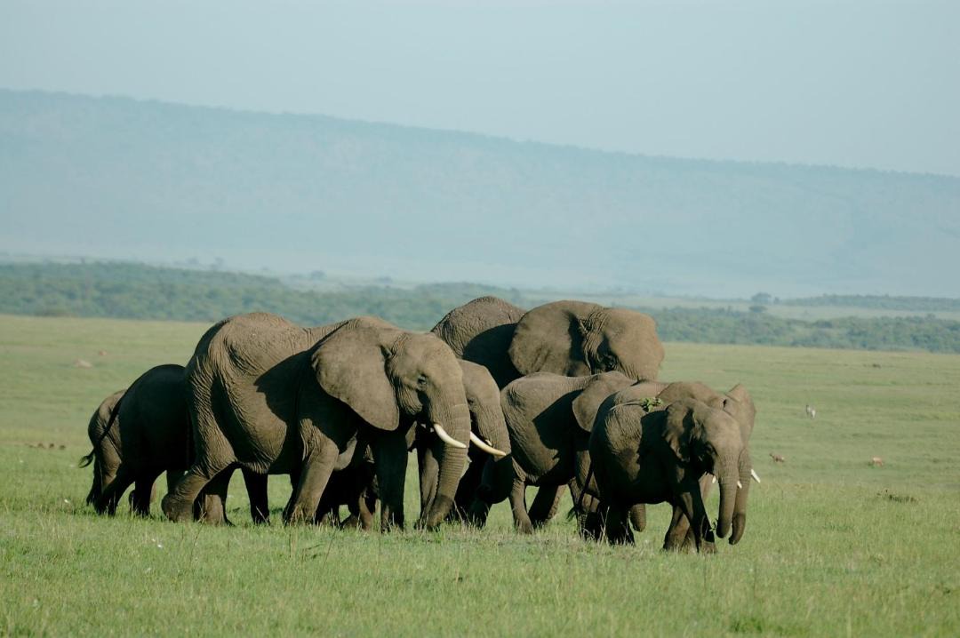 Photo of Others in Mara North Conservancy