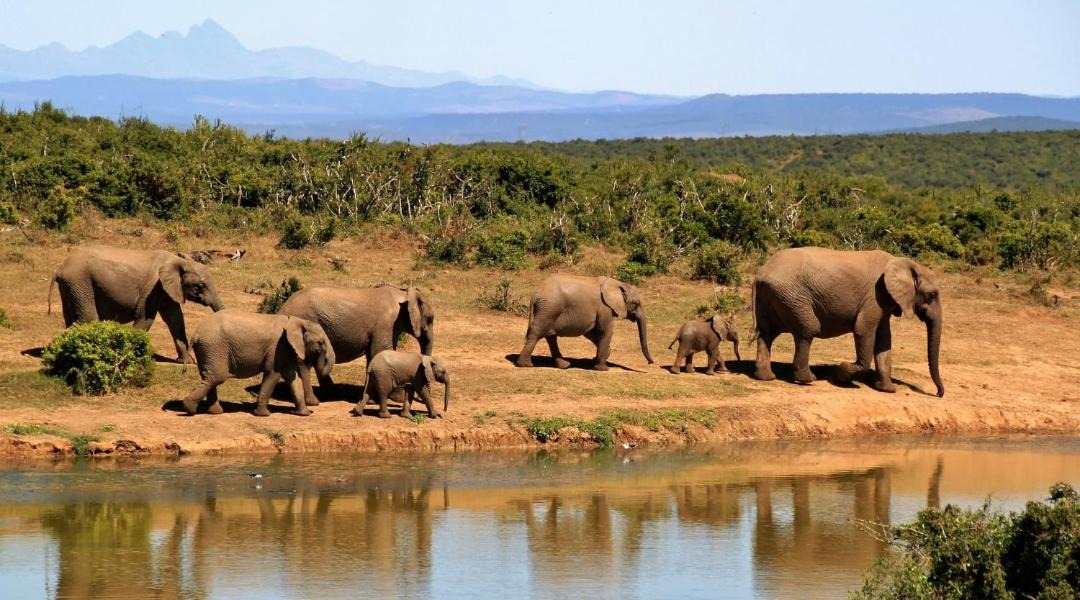 Photo of Others in Tsavo East