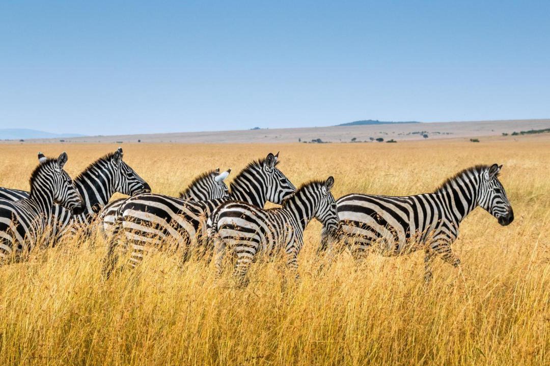 Photo of Others in Tsavo East