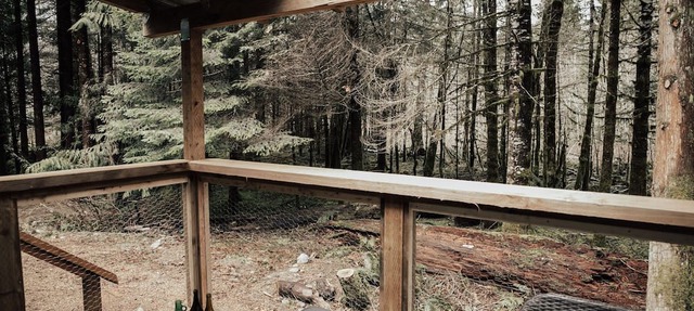 Cozy Cabin Nestled in the Woods in Mesachie Lake